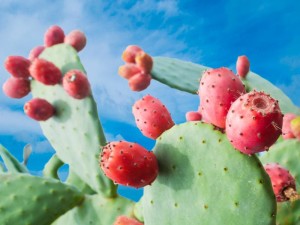 Naturalny olejek eteryczny z Opuncji Figowej 10ml